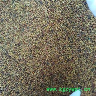 菟丝子 菟丝子水洗统货 产地 内蒙古自治区图2