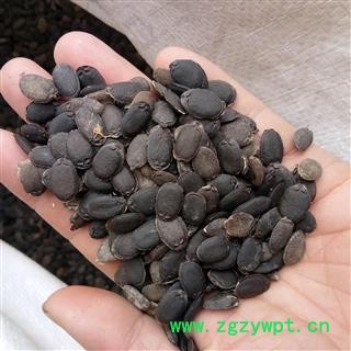 丝瓜籽 丝瓜子 统货 产地 江苏省图2