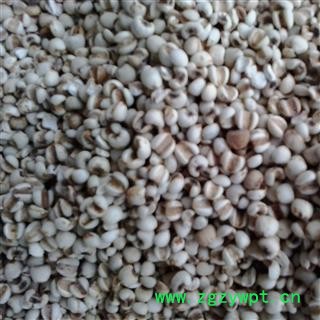 薏苡仁 薏苡仁95统货 薏米仁 本商品不参与全店包邮活动 如付款成功请补运费 产地 贵州省安顺市平坝县图2