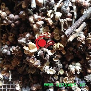 吴茱萸 吴茱萸大花统货 产地 湖北省图2