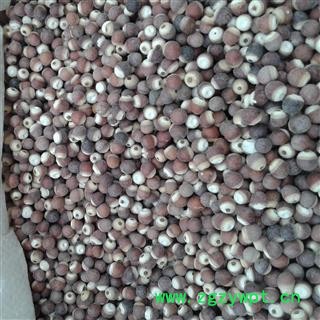 芡实 芡实0.7 产地 广东省图3