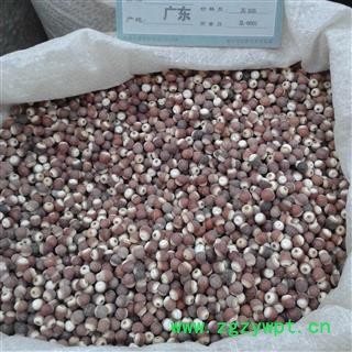 芡实 芡实0.7 产地 广东省图2