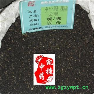 补骨脂 故脂 破故纸 破故脂 婆固脂 凯捷中药 黑故纸产地 云南省昭通市巧家县图3