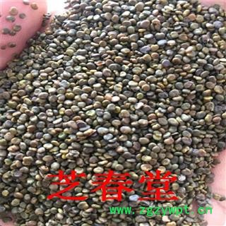 批发中药材沙苑子 植物原药材产地陕西散装新货无杂质沙苑子品质图3