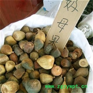 中药材 奶母果 木馒头 霹雳果 薜荔果 乃母果 木莲果 鬼球图4