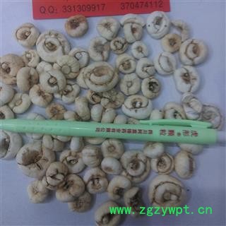 平贝母  产地 黑龙江省伊春市美溪区图2