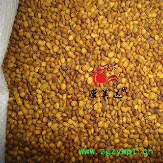 苦豆子 统货 产地 内蒙古自治区 凯捷中药图2
