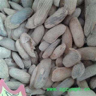 芒果核 统货 产地 广东省 凯捷中药图3