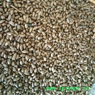 决明子 炒决明子 茶用决明子 决明子茶  国产野生决明子精选茶用 产地 河南省图2