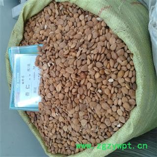 苦杏仁 选 产地 山西省 凯捷中药图3