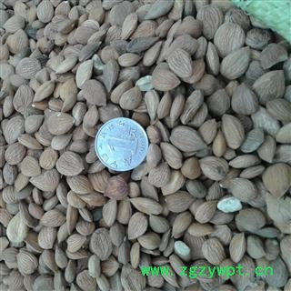 苦杏仁 选 产地 山西省 凯捷中药图2