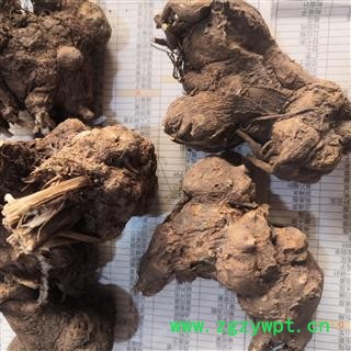 新辉药业正品白术  浙白术 浙八件之一图3