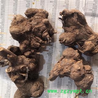 新辉药业正品白术  浙白术 浙八件之一图2