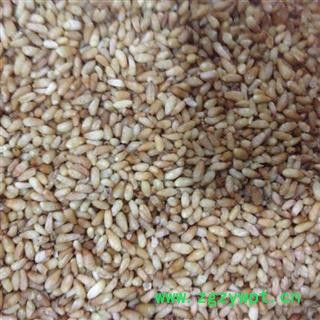 柏子仁 柏子仁统货 产地 山东省图2