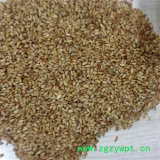 柏子仁 柏子仁统货 产地 山东省图3