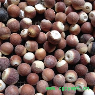 芡实 12-13厘选货 产地 广东省肇庆市德庆县图3