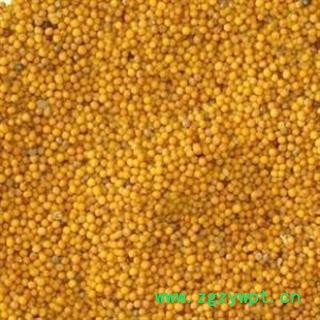 黄芥子 统 产地 四川省图2