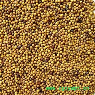 正品 黄芥子 另有白芥子出售 选装,批发零售 各种中药材 花茶 冷背奇中药材 产地 四川省图3