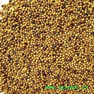正品 黄芥子 另有白芥子出售 选装,批发零售 各种中药材 花茶 冷背奇中药材 产地 四川省图2