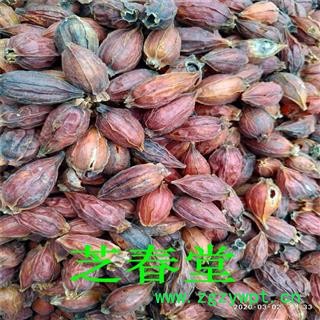 中药材批发栀子无硫正品新货 栀子 栀子仁 栀子花 焦栀子 量大从优代磨粉图2