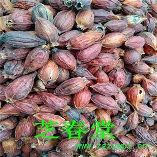 中药材批发栀子无硫正品新货 栀子 栀子仁 栀子花 焦栀子 量大从优代磨粉图3