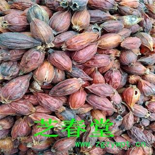 中药材批发栀子无硫正品新货 栀子 栀子仁 栀子花 焦栀子 量大从优代磨粉图4