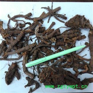 野生 羌活 统货 个子 产地 四川省阿坝藏族羌族自治州松潘县图2