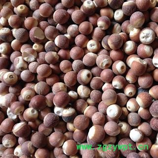 芡实 大选个11-12厘 产地 广东省图2