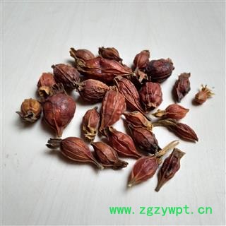 栀子 江西红栀子小统个 产地 江西省图2