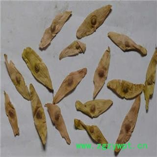 凤眼草 统货 产地 河北省 凯捷中药图2