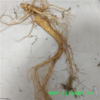 新辉药业人参  带土鲜人参  完整带须鲜参图2