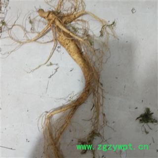 新辉药业人参  带土鲜人参  完整带须鲜参图3