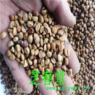 芝春堂 跌打豆 拐子豆 贼老豆 华佗豆 小偷豆 白捻豆 量大从优图2