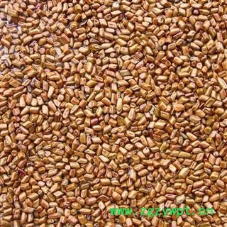 【草决明 决明子】枕头枕芯填充 儿童沙滩决明子 产地直销图2