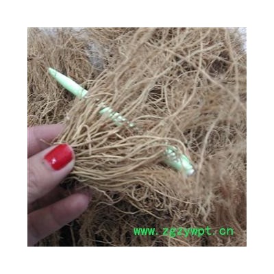 无硫辽细辛 北细辛 水洗净根 2021年新货  产地 辽宁省铁岭市西丰县