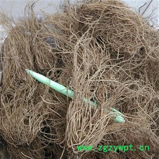 无硫辽细辛 北细辛 水洗净根 2021年新货  产地 辽宁省铁岭市西丰县图3