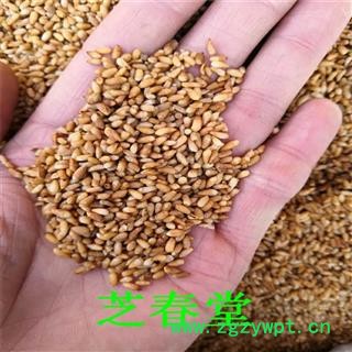 中药材无杂柏子仁批发干净无杂新货柏子仁承接大货量大价优柏子仁图2