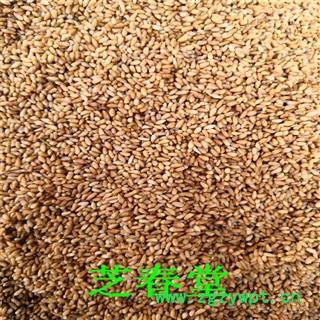 中药材无杂柏子仁批发干净无杂新货柏子仁承接大货量大价优柏子仁图4