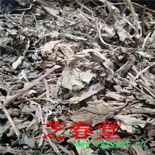 芝春堂 冷背药材供应 南非叶 将军叶 苦胆叶 杏叶斑鸠菊叶 尖尾凤图4