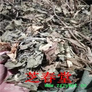 芝春堂 冷背药材供应 南非叶 将军叶 苦胆叶 杏叶斑鸠菊叶 尖尾凤图2