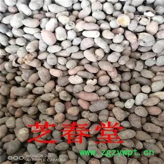 芝春堂 藏药 乌墨 蒲桃 乌楣 羊屎果十年果山蒲桃 冬青果药材批发图3