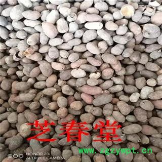 芝春堂 藏药 乌墨 蒲桃 乌楣 羊屎果十年果山蒲桃 冬青果药材批发图4