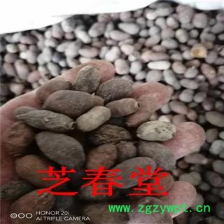 芝春堂 藏药 乌墨 蒲桃 乌楣 羊屎果十年果山蒲桃 冬青果药材批发图2