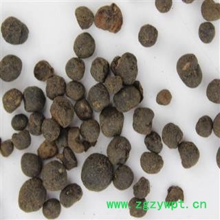 芝春堂 地下明珠 铁秤锤 土地子 地下珍珠 茅膏菜根 正品 落地珍珠图2