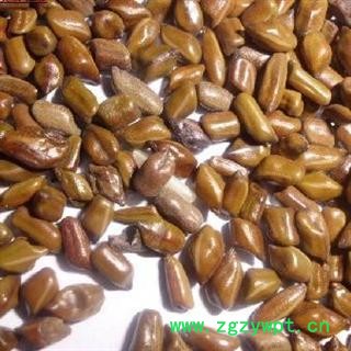 决明子 选 产地 亳州药市 库存 5000公斤可售图3