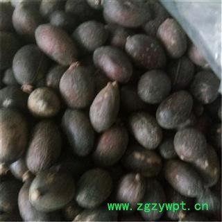 芝春堂 无硫 正品中药材 葵树子 葵扇子葵 葵树籽 蒲葵籽 支持验货图3
