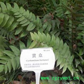 绵马贯众 贯仲  2020产地 四川省资阳市乐至县图3