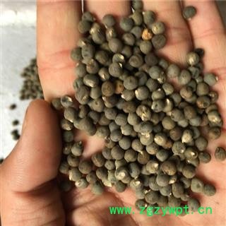 芝春堂 批发黄蜀葵子 黄秋葵籽 毛茄种子现货 产地河南图3
