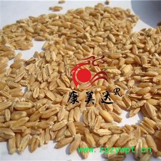 浮小麦 统货 产地 河北省 凯捷中药图2