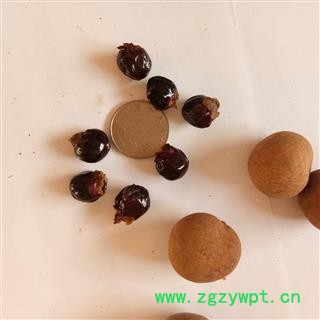 桂圆子 荔枝核 木瓜籽  桂圆核 产地 广西壮族自治区图2